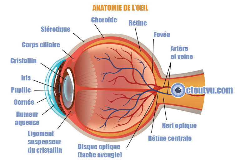 Anatomie de l’œil